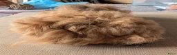 Guinea Pig rodents for sale: Texel and Alpaca boars looking for their 5*  home - Advert 4
