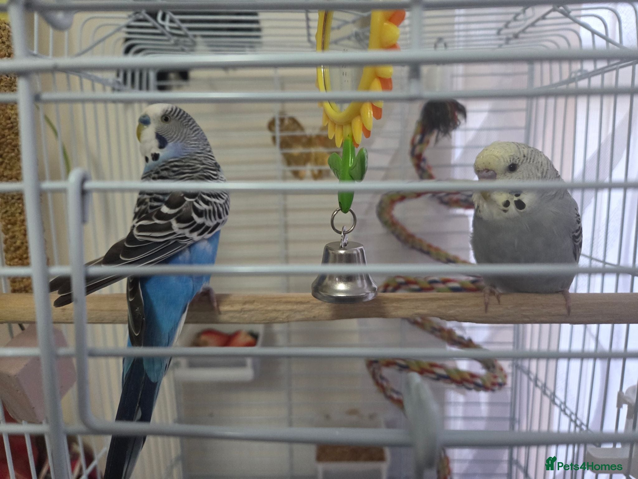 Budgerigars birds pair of budgerigars with a cage - Advert 1