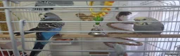 Budgerigars birds for sale: pair of budgerigars with a cage in Luton - Advert 1