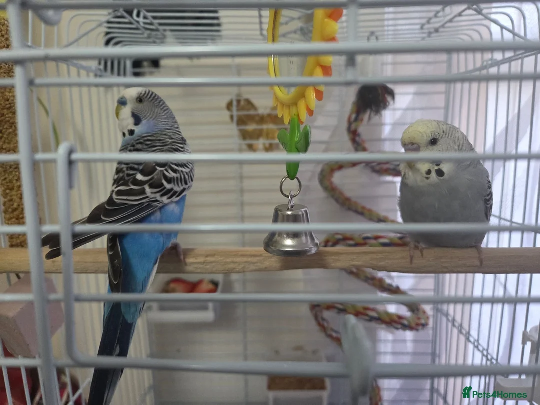 Budgerigars birds for sale: pair of budgerigars with a cage in Luton - Advert 1