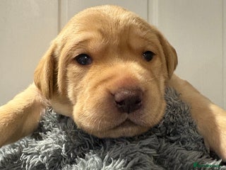 Labrador Retriever dogs KC Labrador puppies yellow / Red - Advert 13