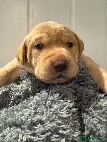 Labrador Retriever dogs - Advert 15