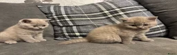 British Shorthair cats for sale: BEAUTIFUL PEDIGREE HEALTH TESTED BSH KITTENS  - Advert 2