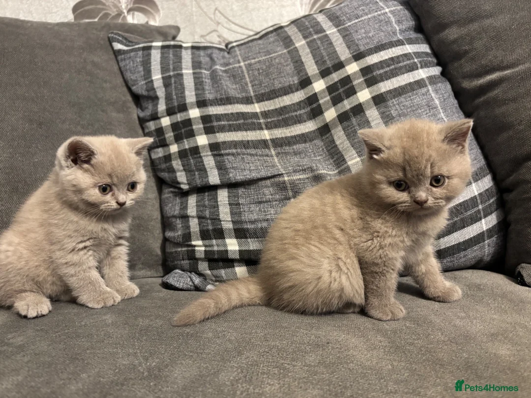 British Shorthair cats for sale: BEAUTIFUL PEDIGREE HEALTH TESTED BSH KITTENS  - Advert 2