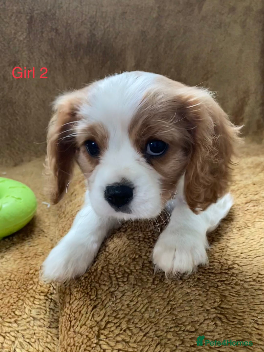 Cavalier King Charles Spaniel dogs for sale: Gorgeous Cavalier King Charles Spaniel Puppies - Image 11