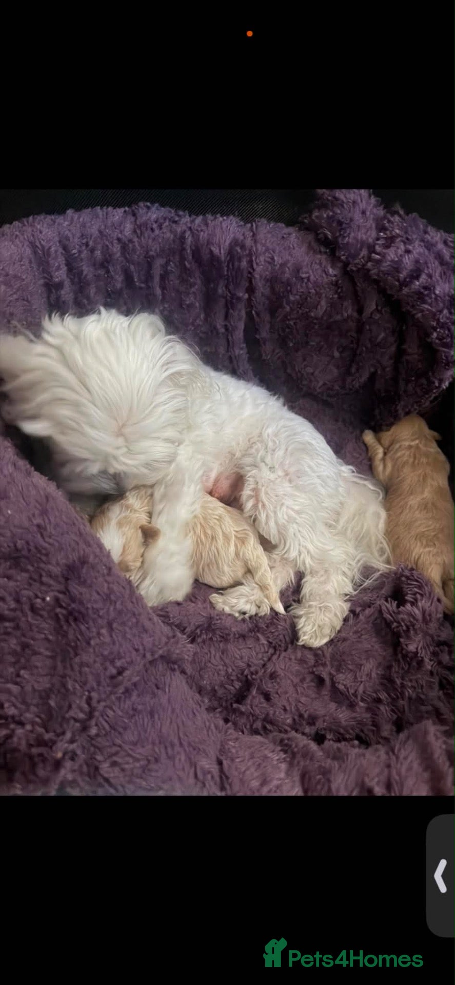 Maltipoo dogs Maltipoo male puppy for sale 🐶💫 - Advert 2