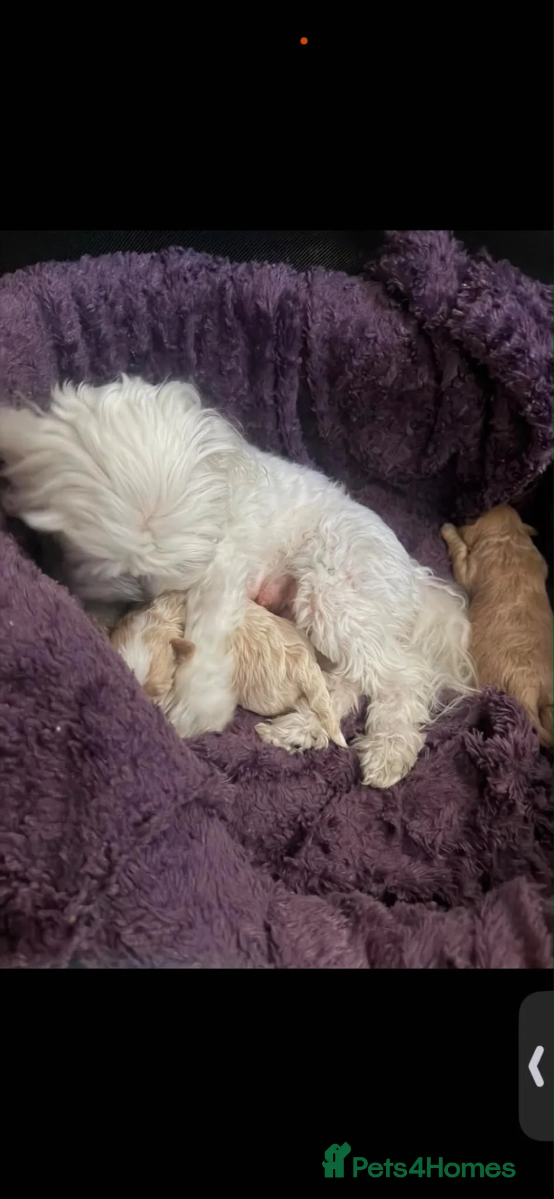 Maltipoo dogs for sale: Maltipoo male puppy for sale 🐶💫 - Advert 2