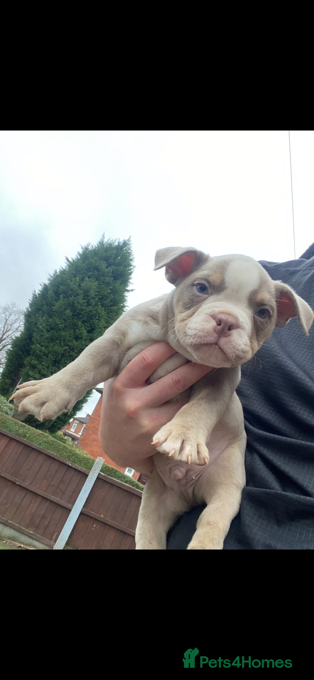 American Bully dogs for sale: POCKET BULLY PUPPYS  - Advert 3