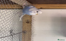 Budgerigars birds for sale: Budgies for sale - Image 6