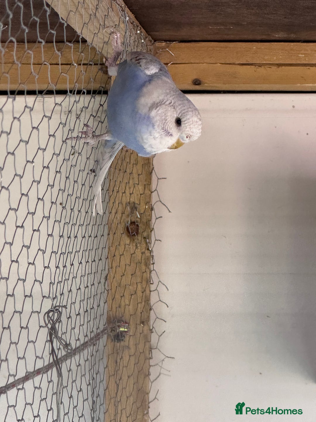 Budgerigars birds for sale: Budgies for sale - Image 6