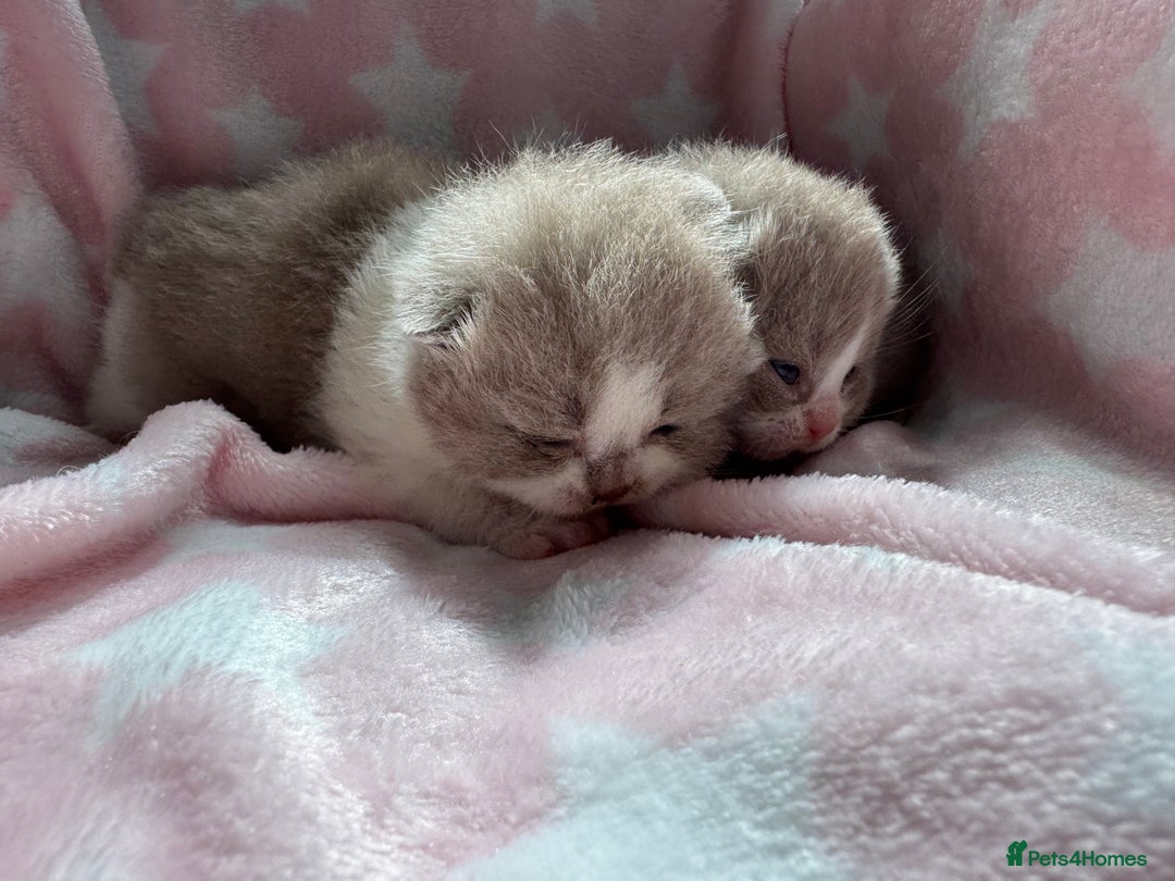 British Shorthair cats for sale: Lilac Bi colour BSH Boys Tica Registered - Image 8