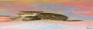 Tabby - Boy