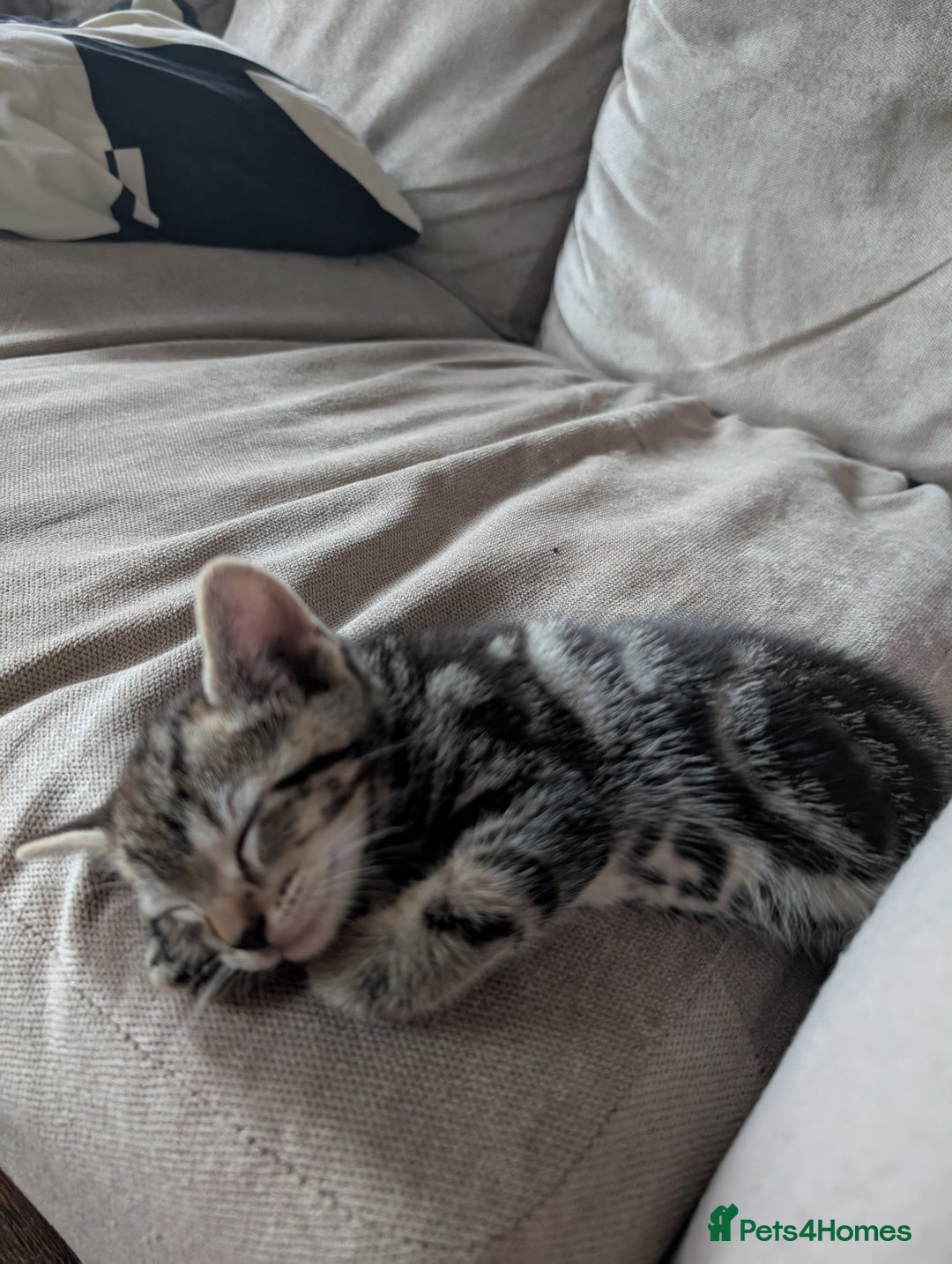 Mixed Breed cats for sale: 4 beautiful kittens looking for their forever home - Image 4