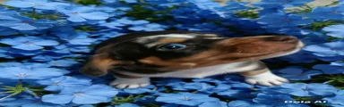 Jackshund 1