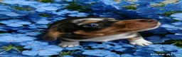 Jackshund dogs for sale: Jack dachshund xdaschound  in Wakefield - Advert 8