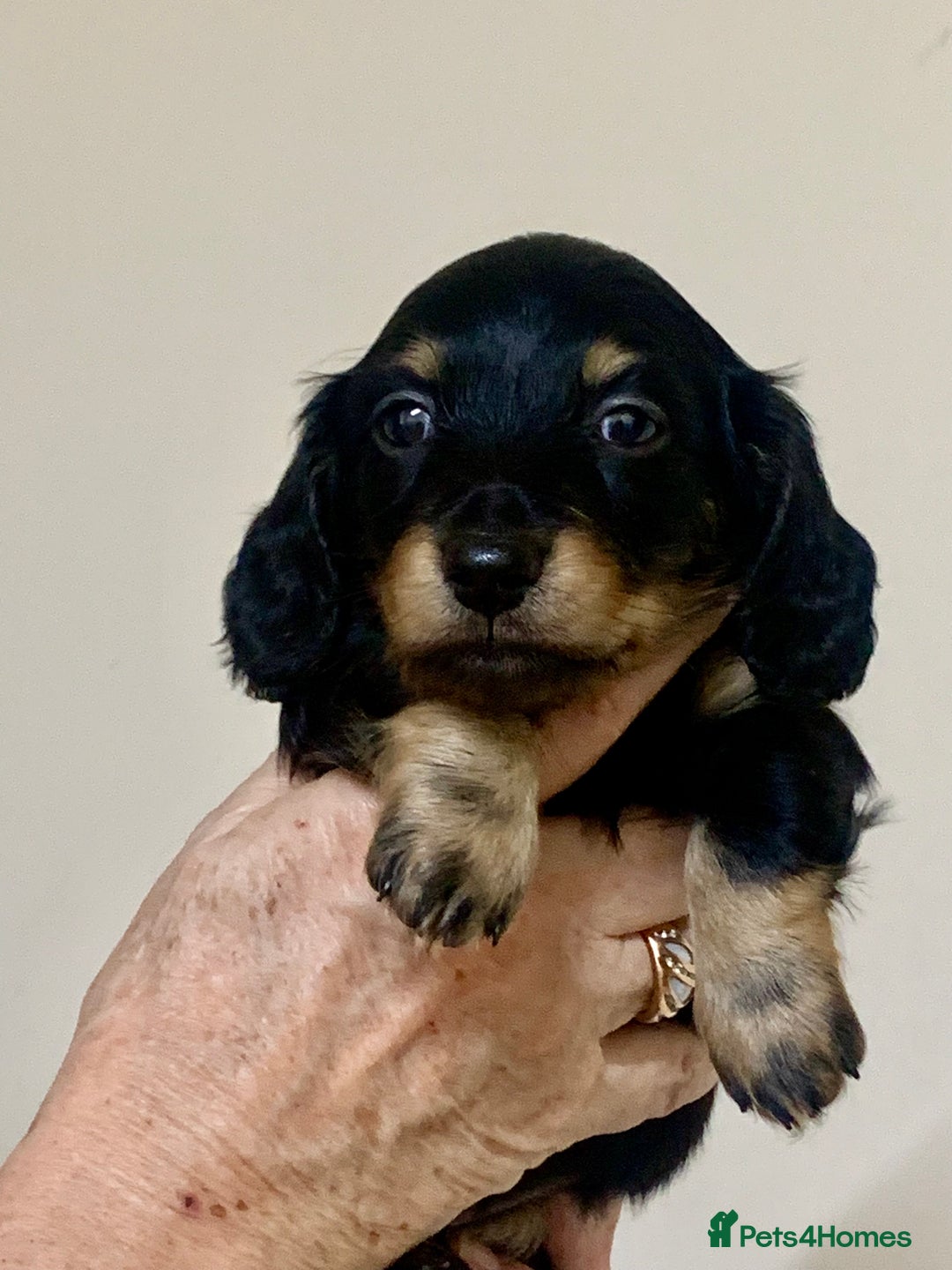 Miniature Dachshund dogs for sale: KC reg mini Longhaired Dachshunds - Advert 3