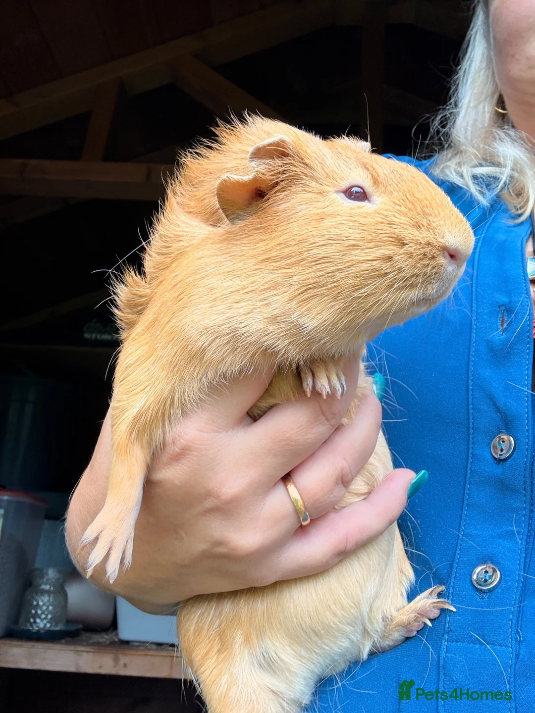 Guinea Pig rodents for sale: 2 female guinea pigs in Mexborough - Advert 5