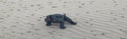 Labrador Retriever dogs for sale: Labrador puppies  in Kilmarnock - Advert 5