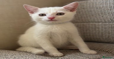 British Shorthair cats - Advert 8