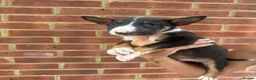 English Bull Terrier dogs for sale: ENGLISH BULL TERRIER PUPPYS - Advert 17