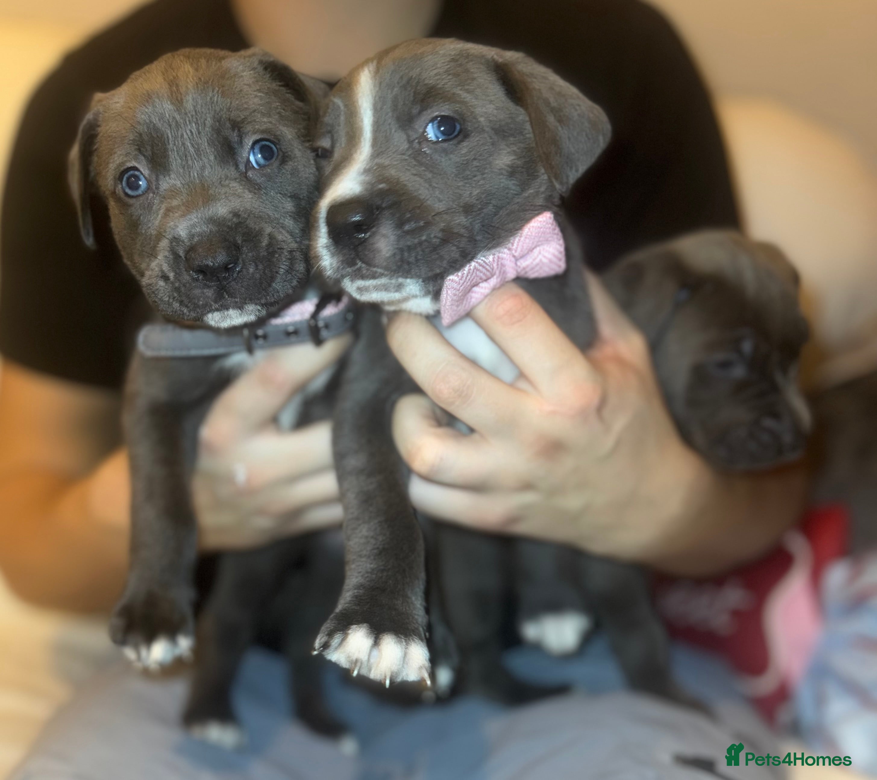 Cane Corso dogs Outstanding cane corso pups 🐶  - Advert 11