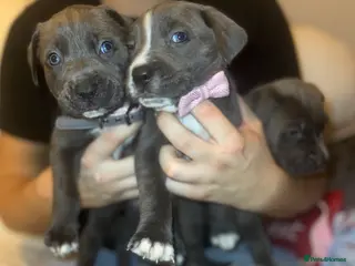 Cane Corso dogs Outstanding cane corso pups 🐶 - Advert 2