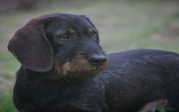 Dachshund dogs for stud: Champion bloodline Teckel stud  in Skipton - Image 1