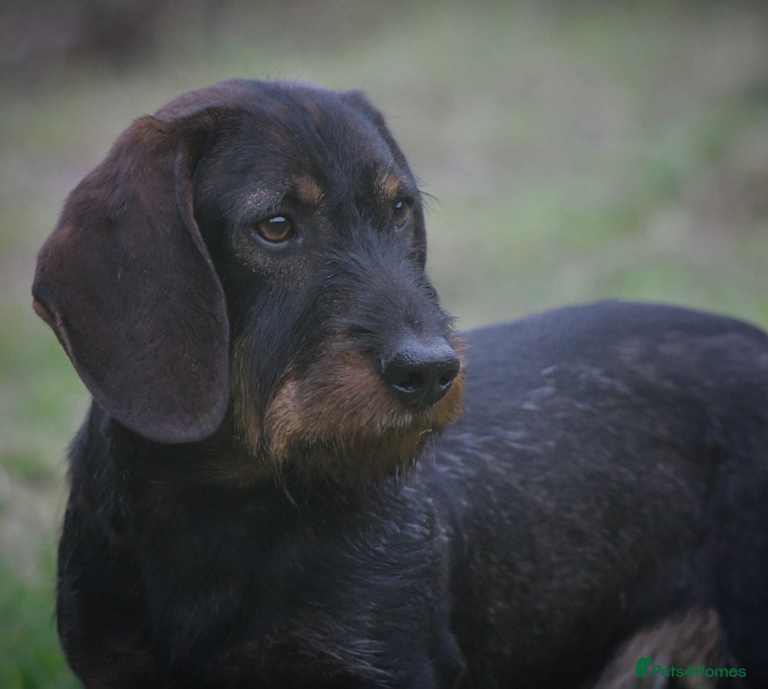 Dachshund dogs for stud: Champion bloodline Teckel stud  in Skipton - Image 1