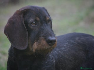 Dachshund dogs in Skipton - Advert 17