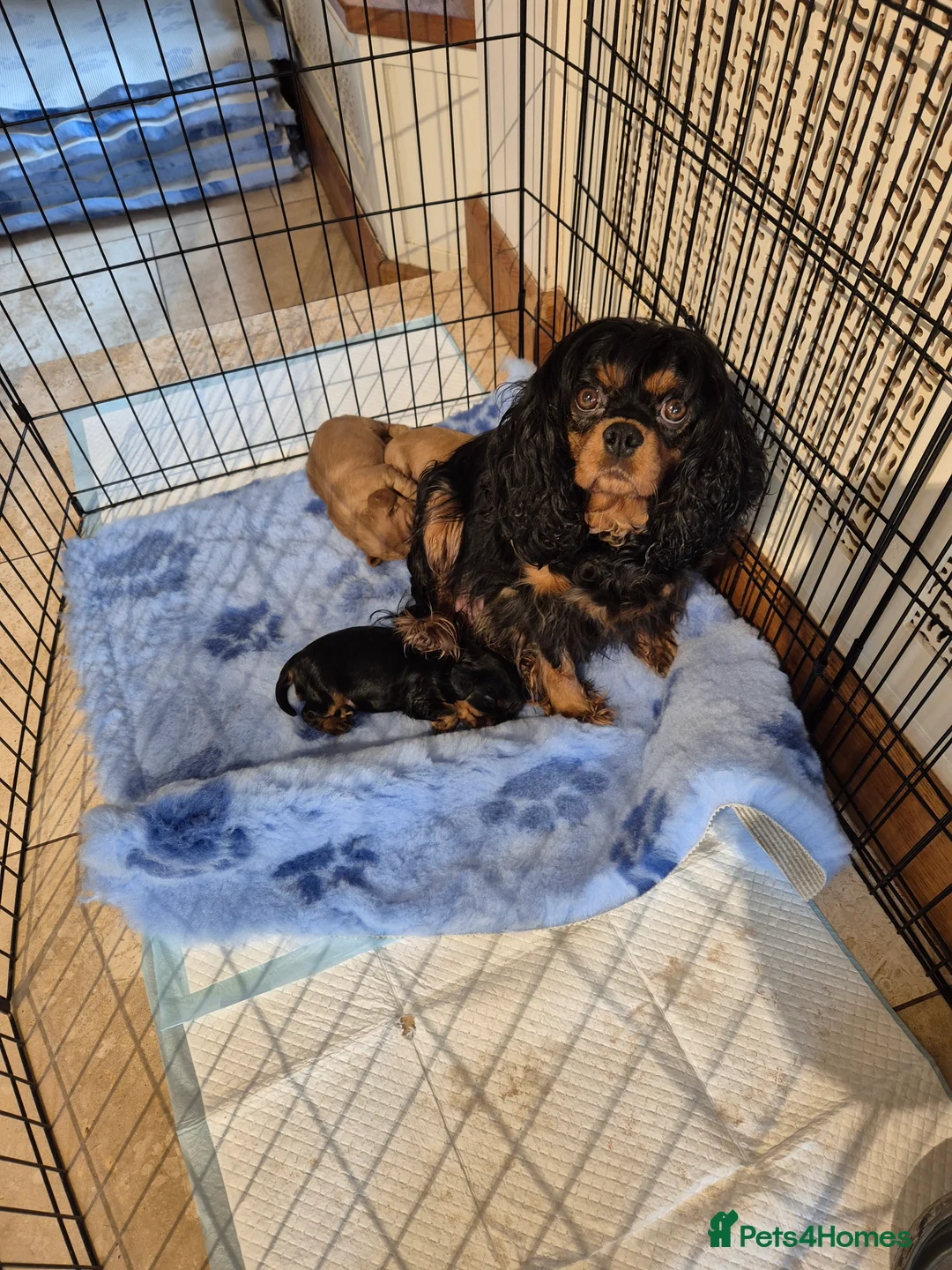 Cavalier King Charles Spaniel dogs for sale: Top quality Kc Reg CKC pups from champion lines - Advert 2