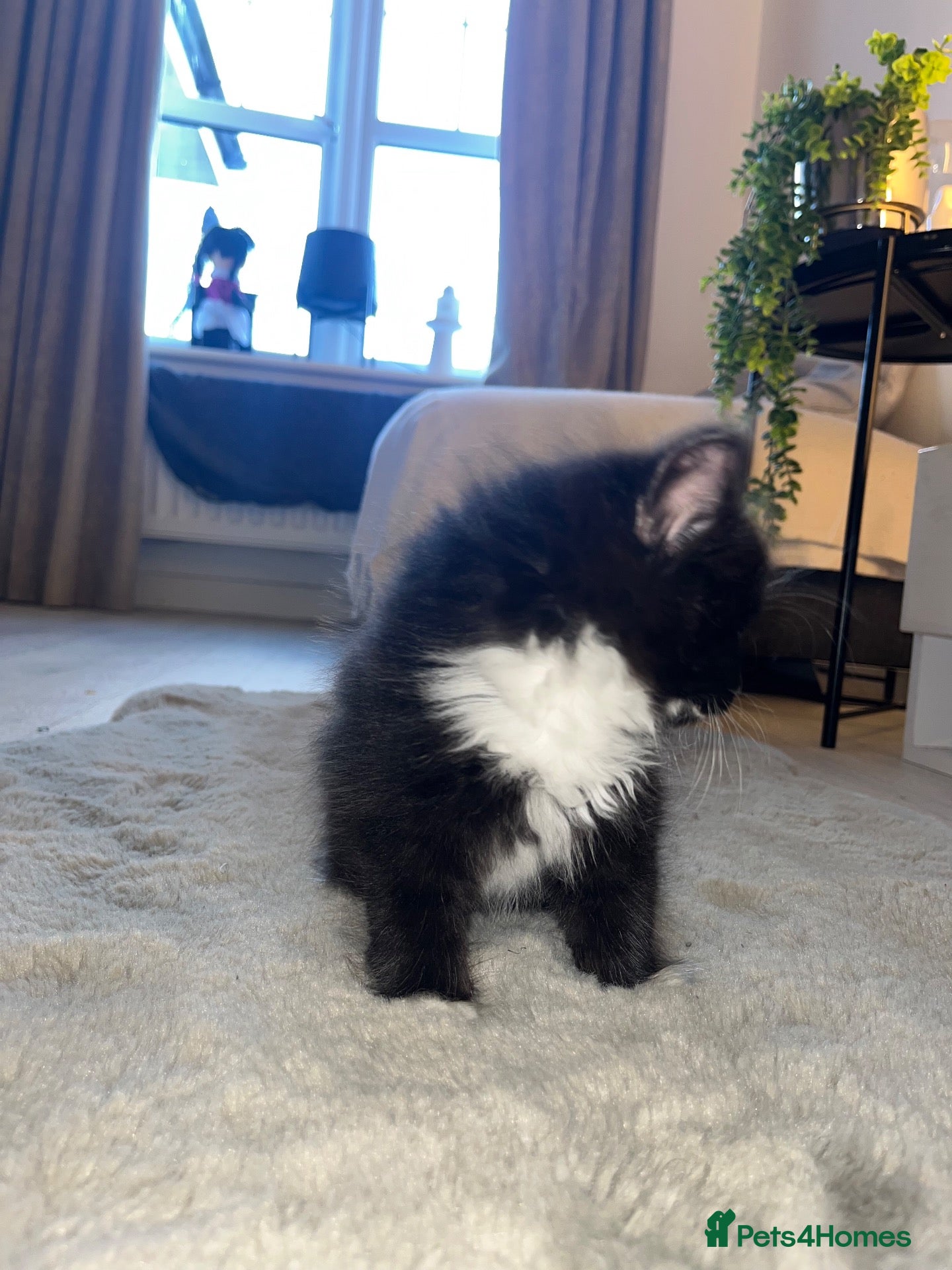 Mixed Breed cats 3 gorgeous male kittens ready  - Advert 1