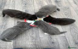 Mixed Breed cats for sale: Very friendly beautiful fluffy kittens  - Image 5