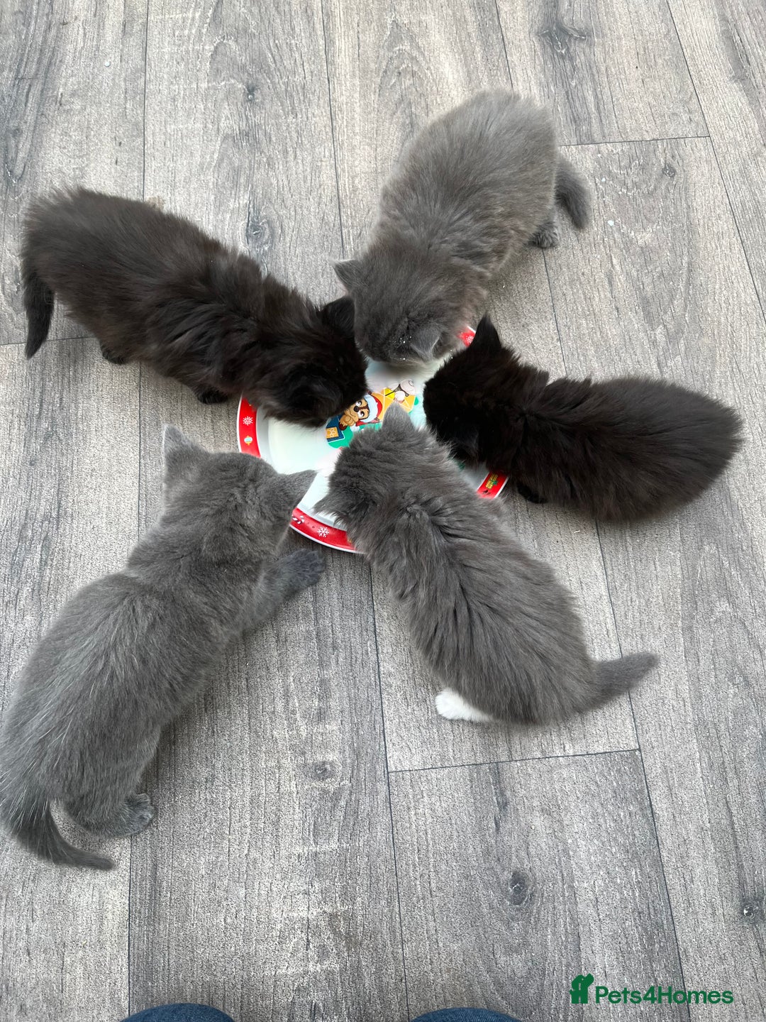 Mixed Breed cats for sale: Very friendly beautiful fluffy kittens  - Image 5