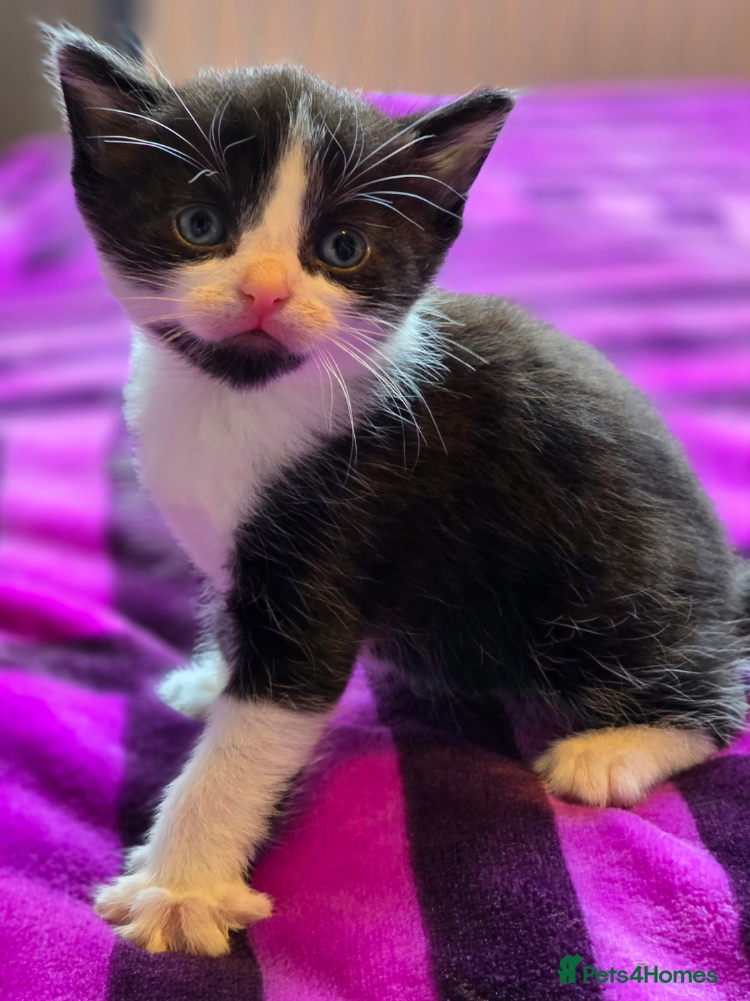 Domestic Shorthair cats for sale: 2 Black and White Males and 1 Black Female - Advert 3