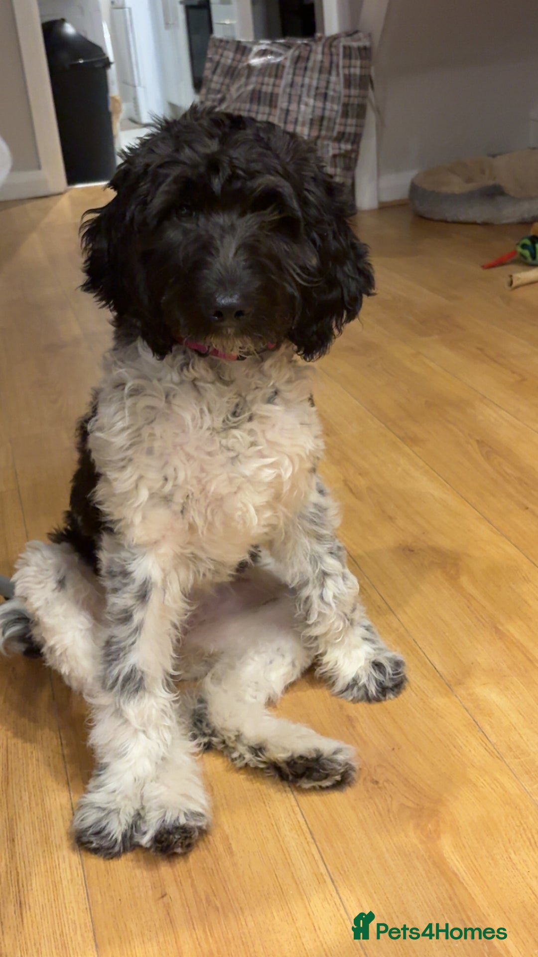 Labradoodle dogs for sale: 5 month old Labradoodle Clover - Advert 3