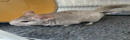 Chinchilla rodents for sale: chinchilla beige - Advert 4
