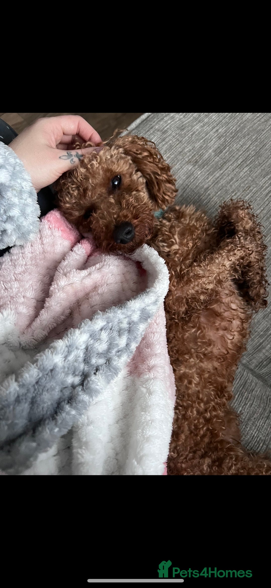Toy Poodle dogs for stud: Red Toy Poodle for STUD KC Registered in Dudley - Advert 5