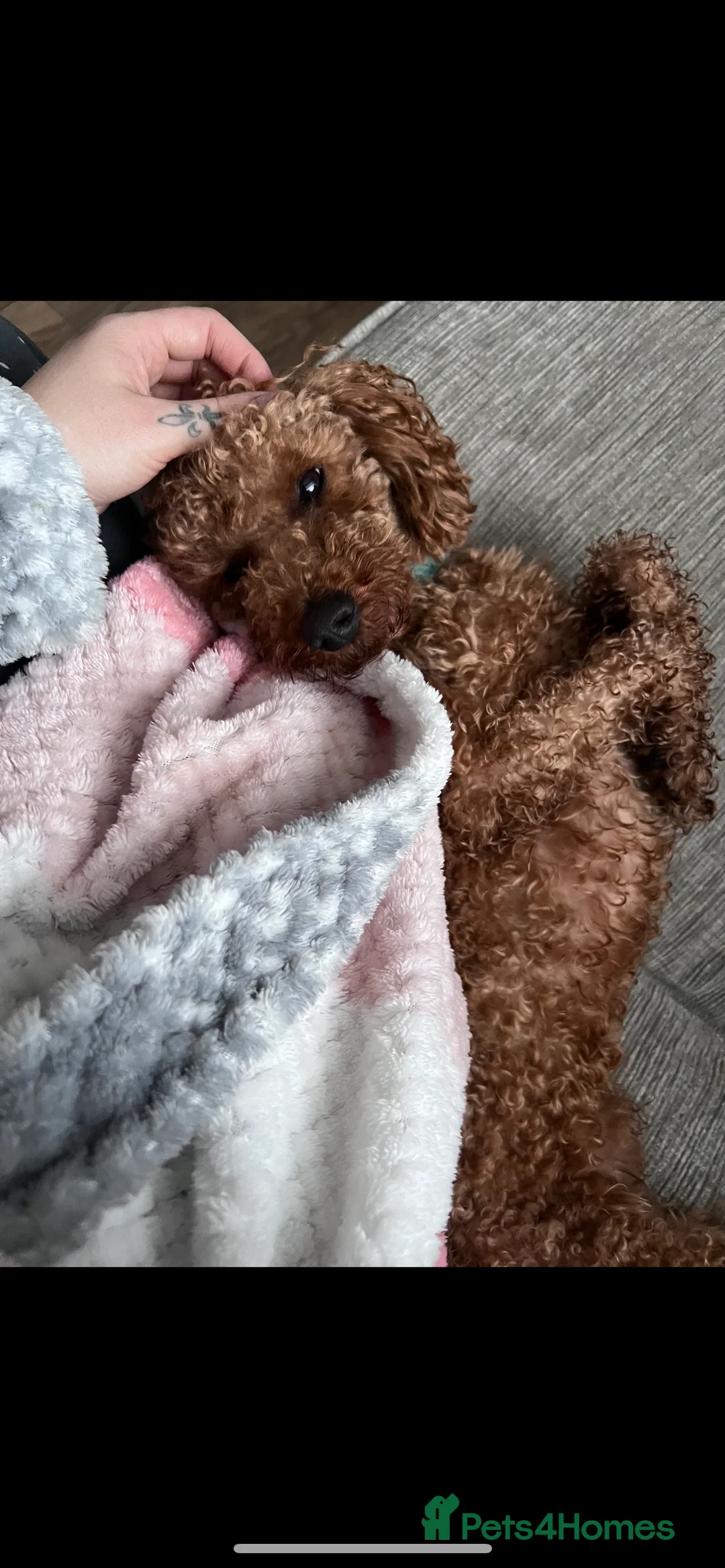 Toy Poodle dogs for stud: Proven Red Toy Poodle for STUD KC Registered in Dudley - Advert 5