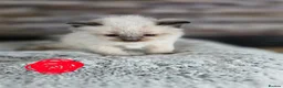 Ragdoll cats for sale: Ragdoll kittens looking for home  - Advert 8