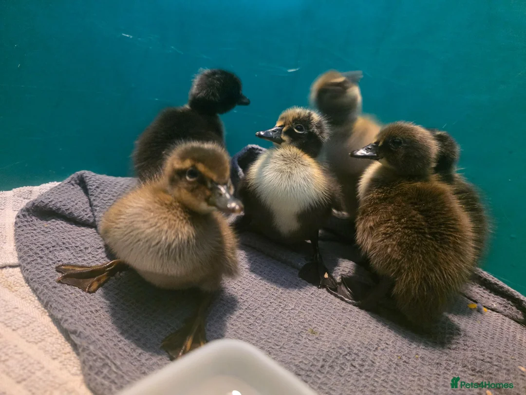 Ducks poultry for sale: 6 Unsexed Runner Ducklings & seperately 1 Drake in Thornhill - Advert 1