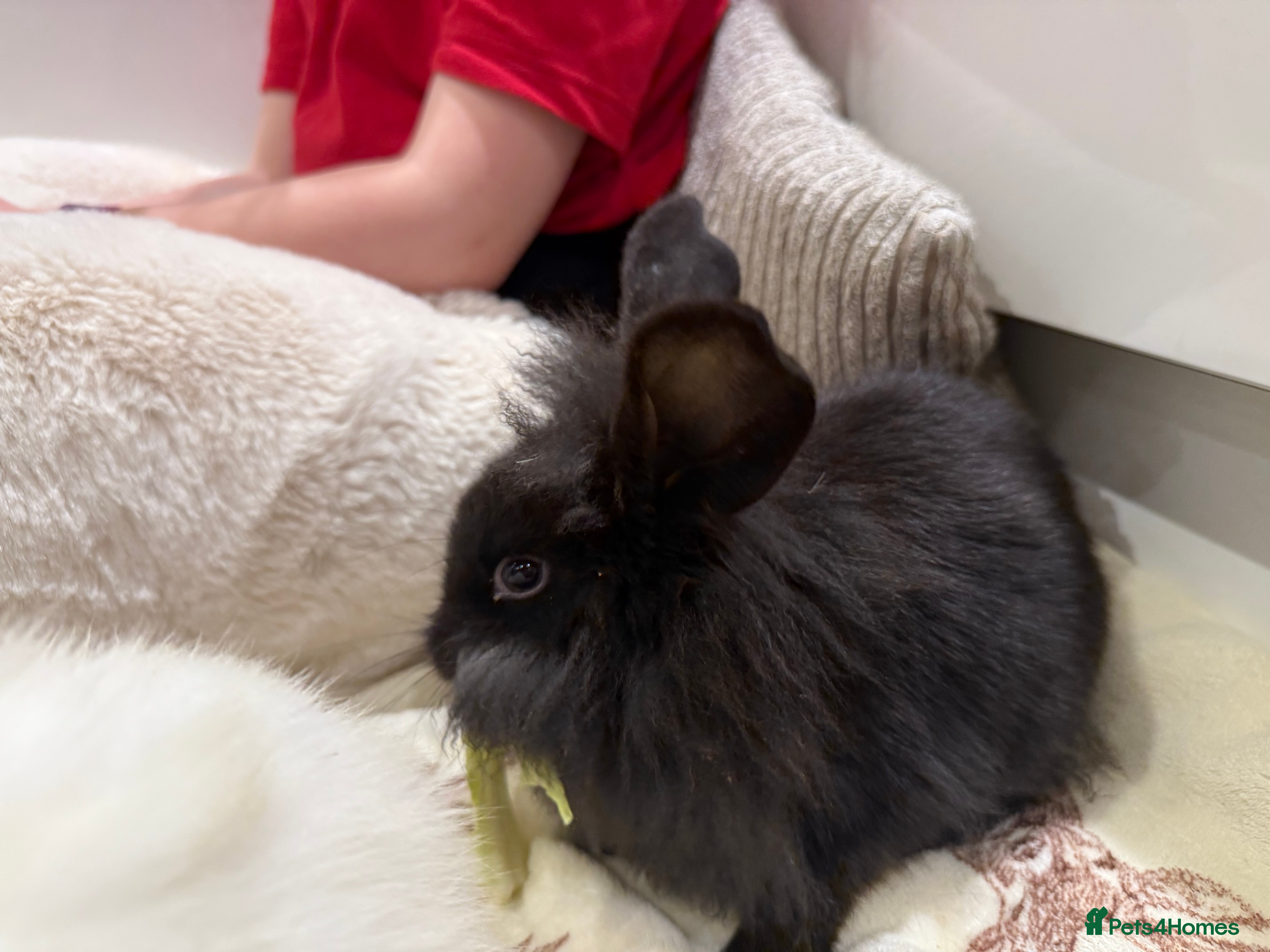 Mixed Breed rabbits Black girl rabbit- 12 weeks old  - Advert 1
