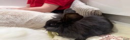 Mixed Breed rabbits for sale: Black girl rabbit- 12 weeks old  - Advert 1