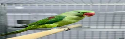 Parrots birds for sale: Female Alexenderian parrot - Advert 3