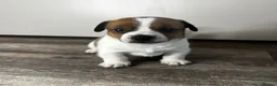 Jack Russell dogs for sale: ✨ Gorgeous Jack Russell pup female ✨ - Advert 3