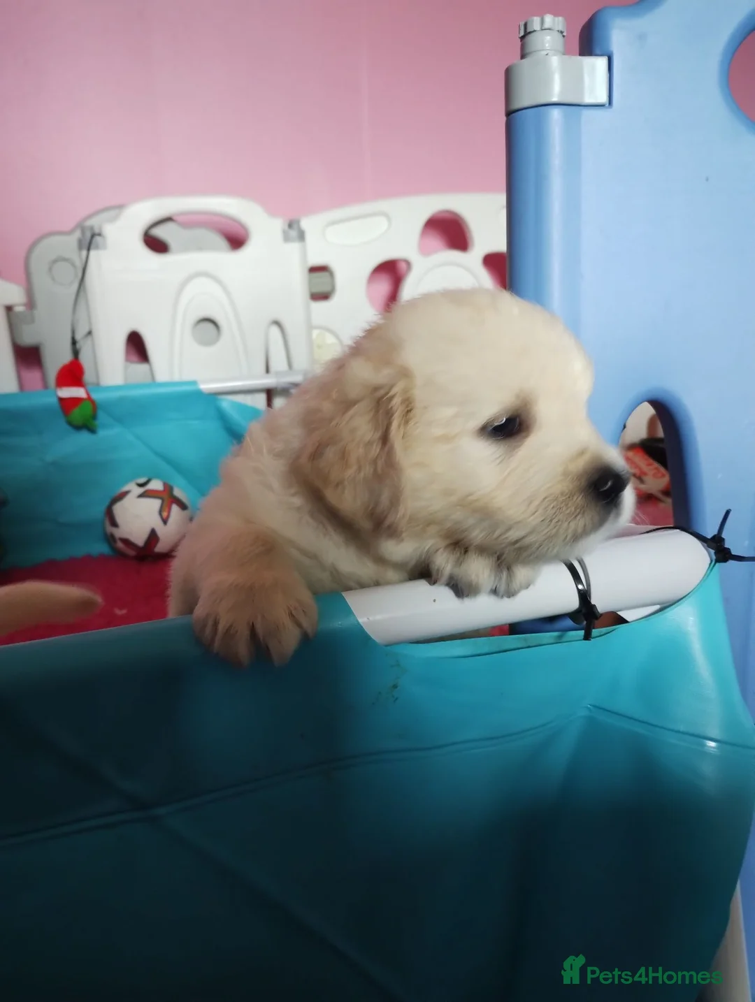 Golden Retriever dogs for sale: UKKC Golden Retriever puppies  - Advert 7