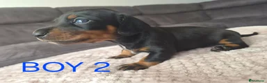 Miniature Dachshund 1
