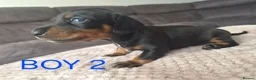 Miniature Dachshund dogs for sale: Beautiful Miniture Dachshunds - Advert 3
