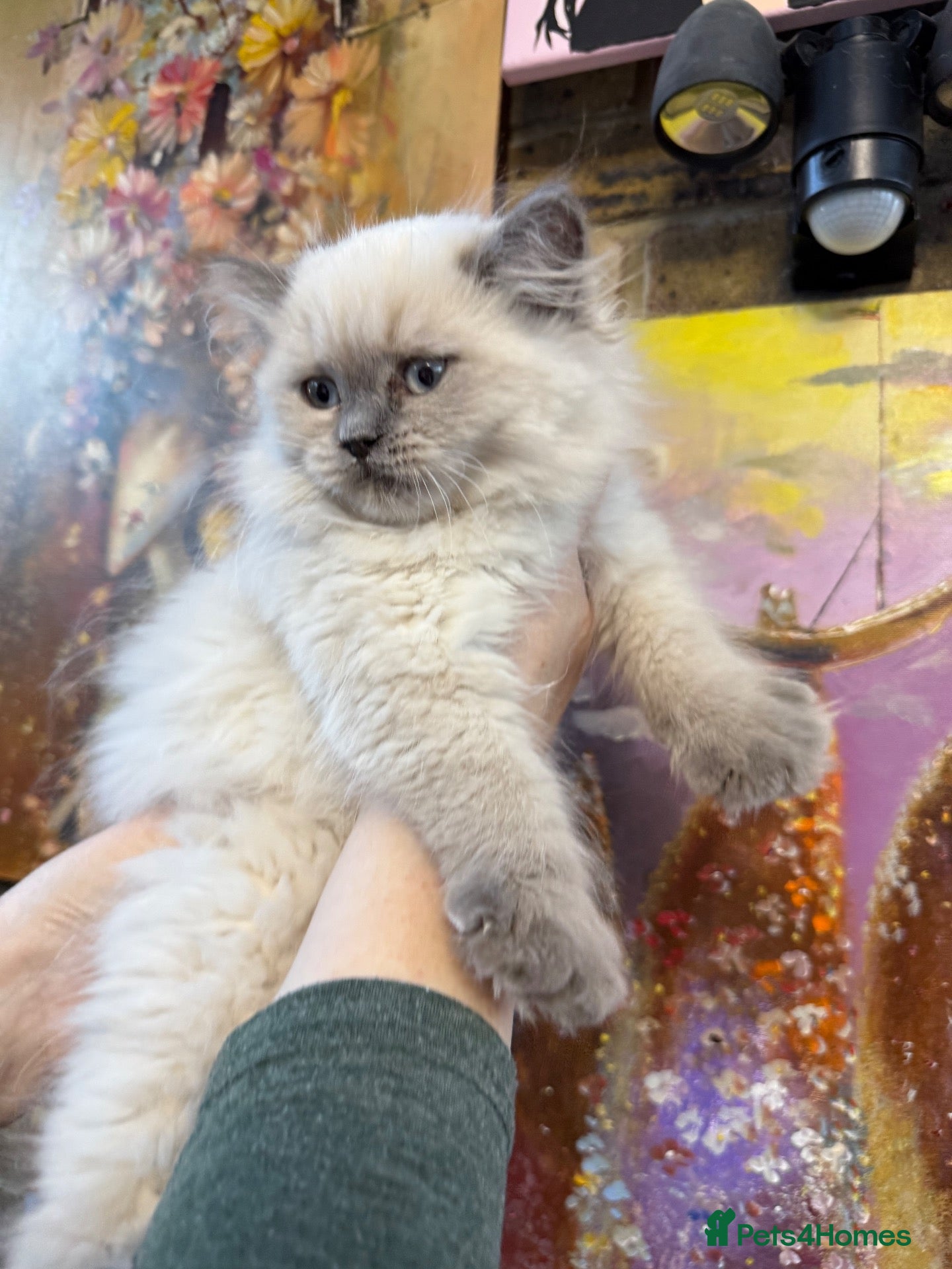 Selkirk Rex cats Selkirk Rex Girls  - Advert 2