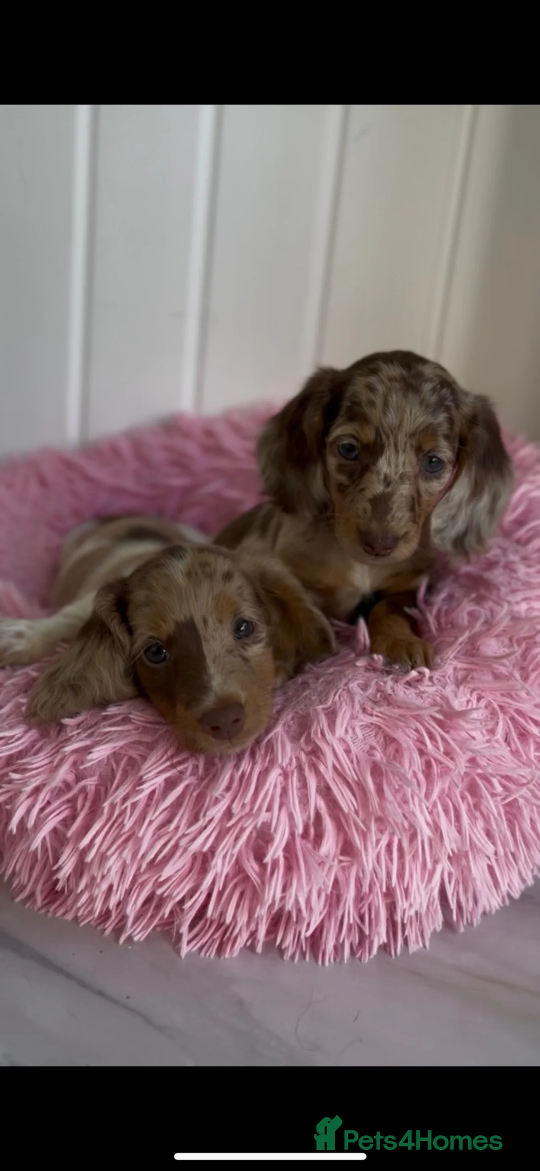 Miniature Dachshund dogs for sale: Stunning long haired miniature dachshunds  - Advert 8