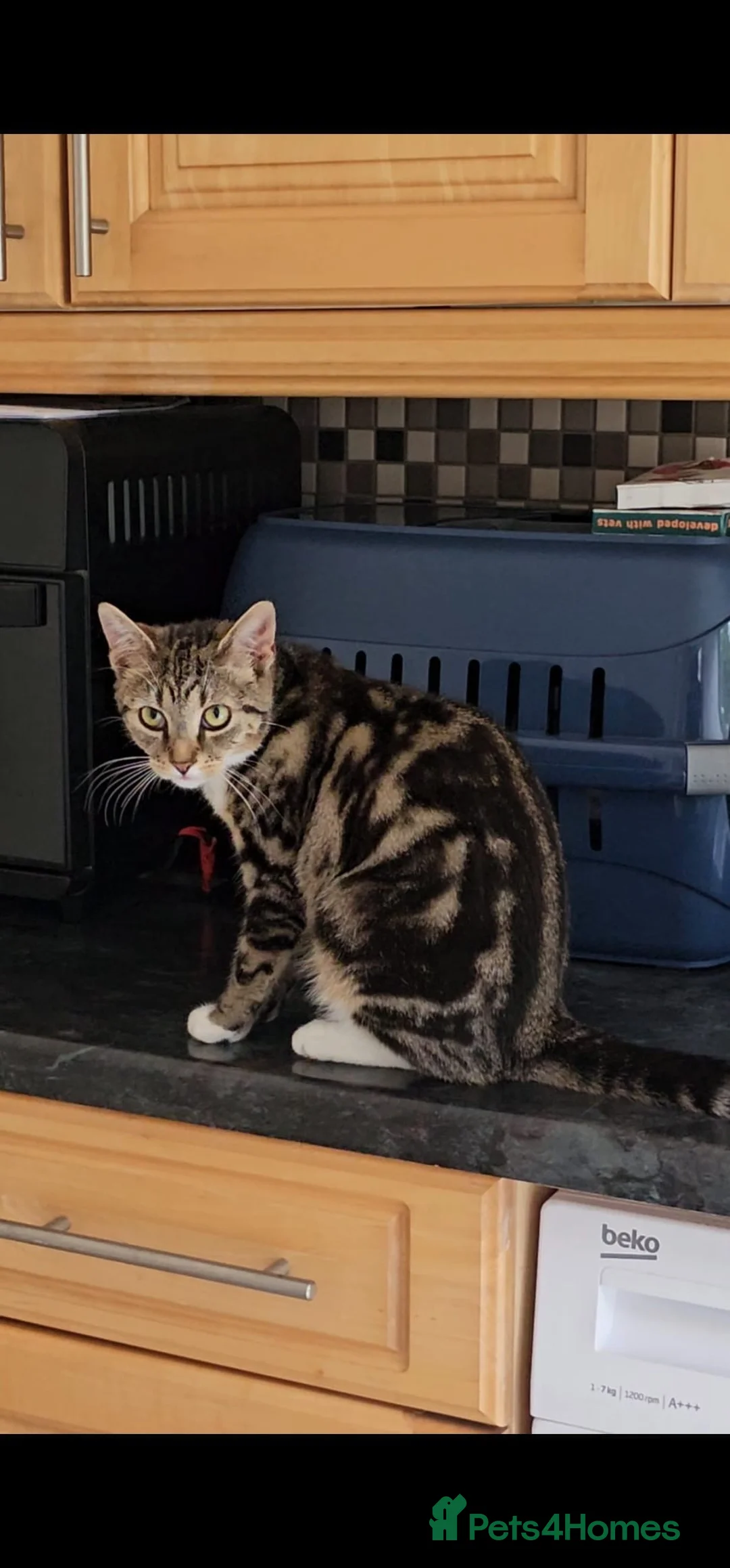 Domestic Shorthair cats for sale: Beautiful 7 Months Female Tabby Cat Very Friendly in Birmingham - Advert 4